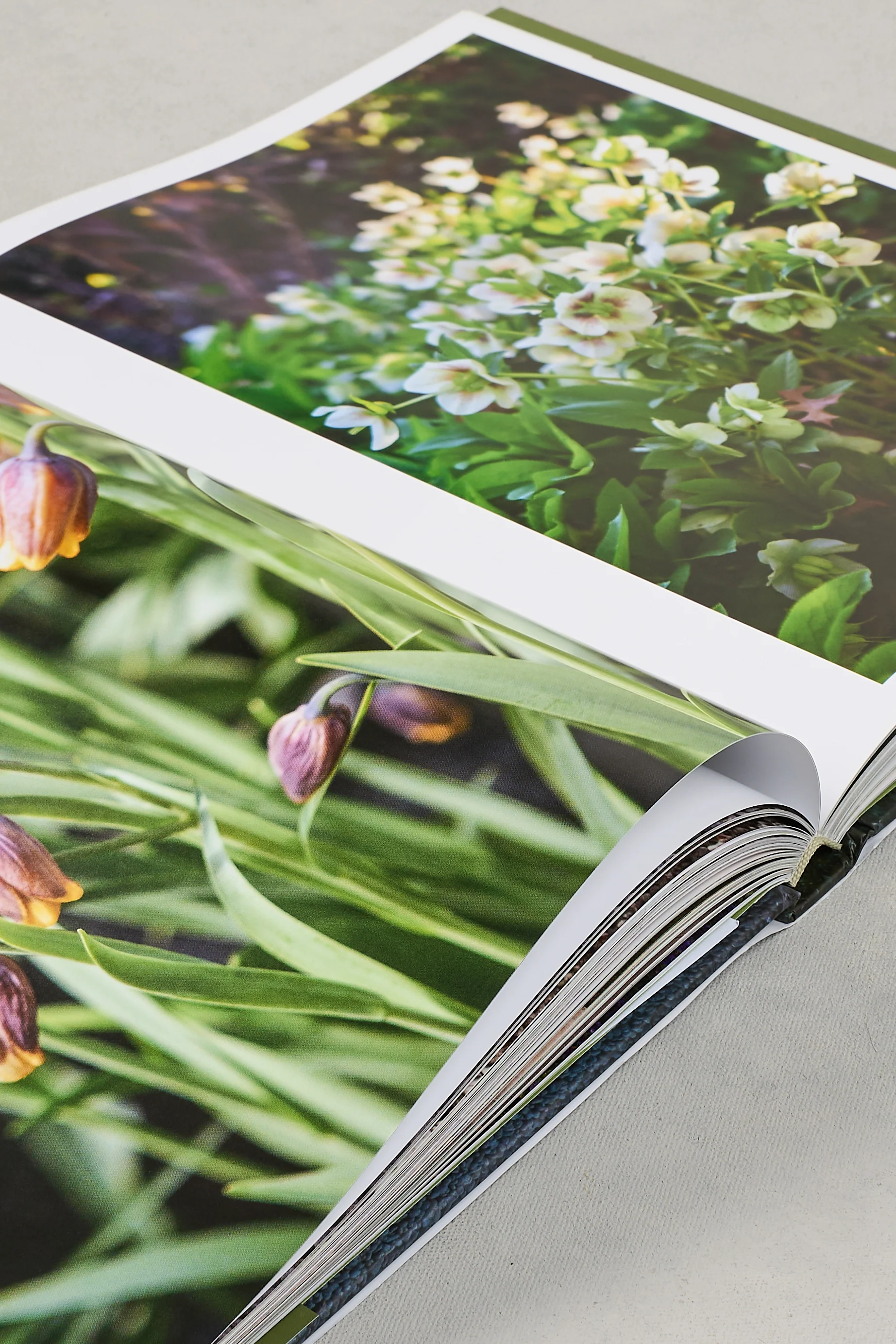 Stonefields Book - Skullriy